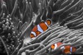 Anemone clown fish orange and white stripes