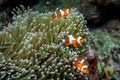 Anemone clown fish