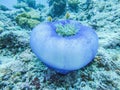 Anemone with clown fishes on coral reef in Palau