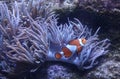 An anemone clownfish seabed wild nature