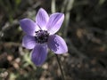 Anemone coronaria Royalty Free Stock Photo