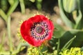 Anemone coronaria de Caen `Hollandia` Royalty Free Stock Photo