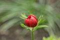 Anemone coronaria de Caen `Hollandia` Royalty Free Stock Photo