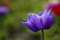 Anemone coronaria flower. Royalty Free Stock Photo