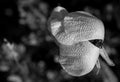 Anemone Coronaria Flower Royalty Free Stock Photo