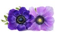 Anemone coronaria flowers Royalty Free Stock Photo