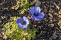 Anemone coronaria `Hollandia Royalty Free Stock Photo