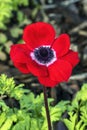 Anemone coronaria `Hollandia Royalty Free Stock Photo