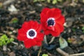 Anemone coronaria `Hollandia Royalty Free Stock Photo