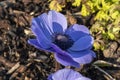 Anemone coronaria `Hollandia Royalty Free Stock Photo