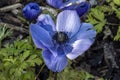 Anemone coronaria `Hollandia Royalty Free Stock Photo