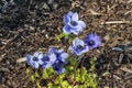 Anemone coronaria `Hollandia Royalty Free Stock Photo