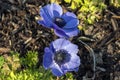 Anemone coronaria `Hollandia Royalty Free Stock Photo