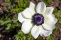 Anemone coronaria or poppy anemone Royalty Free Stock Photo