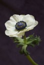 Anemone coronaria Poppy Anemone Royalty Free Stock Photo