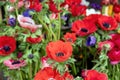 Anemone coronaria, poppy or windflower background, texture