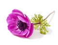 Anemone coronaria