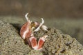 Anemone crab feeding