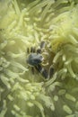 Anemone crab Neopetrolisthes maculatus Petrolisthes maculatus in sea anemones Heteractis malu. Royalty Free Stock Photo