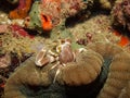 Anemone Crab Neopetrolisthes ohshimai Royalty Free Stock Photo