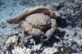 Anemone crab in Philippines