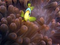 Anemone fish Royalty Free Stock Photo