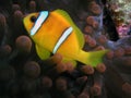 Anemone fish Royalty Free Stock Photo