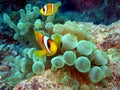 Anemone Fish Royalty Free Stock Photo