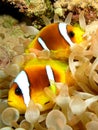 Anemone Fish