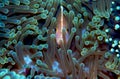 Anemone Fish