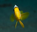 Anemone fish Royalty Free Stock Photo