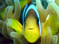 Anemone Fish Royalty Free Stock Photo