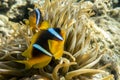 Anemone fish (Amphiprion bicinctus) ) in the background with anemone.