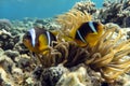 Anemone fish (Amphiprion bicinctus) ) in the background with anemone.