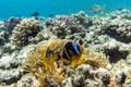 Anemone fish (Amphiprion bicinctus) )in the background with anemone. Royalty Free Stock Photo