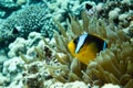 Anemone fish Amphiprioninae in the Red Sea