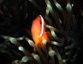Anemone fish Royalty Free Stock Photo