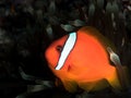 Anemone fish Royalty Free Stock Photo