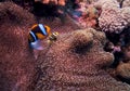 Anemone Fish, great barrier reef, australia Royalty Free Stock Photo