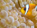 Anemone fish - NEMO Royalty Free Stock Photo