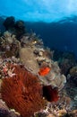 Anemone fishes Indonesia Sulawesi