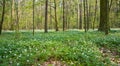 Anemone floral bed at deciduous forest