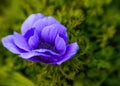 Anemone flower background