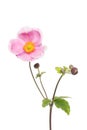 Anemone flower and foliage Royalty Free Stock Photo