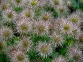 Anemone Flower Gone To Seed