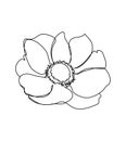 Anemone flower one line art. Continuous line drawing of plants, herb, flower, poppy, blossom, nature, flora, wildflowers