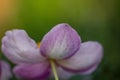 Anemone flower petal close up in summertime. Royalty Free Stock Photo