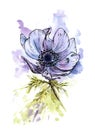 Anemone flower, watercolor illustration, sketh