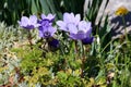 Anemone flowering plants with fully open blooming blue flowers surrounded with green leaves and other small plants in local garden