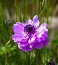 Anemone flowering plants in the garten, family Ranunculaceae